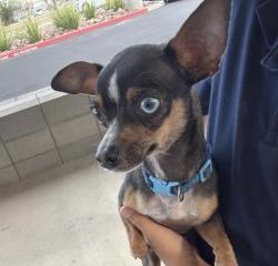 Found/Stray Male Dog last seen Mesa Dr and Southern, Mesa, AZ 85210