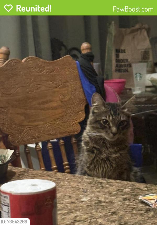 Reunited Male Cat last seen George Kelly Elementary School, Tracy, CA 95377