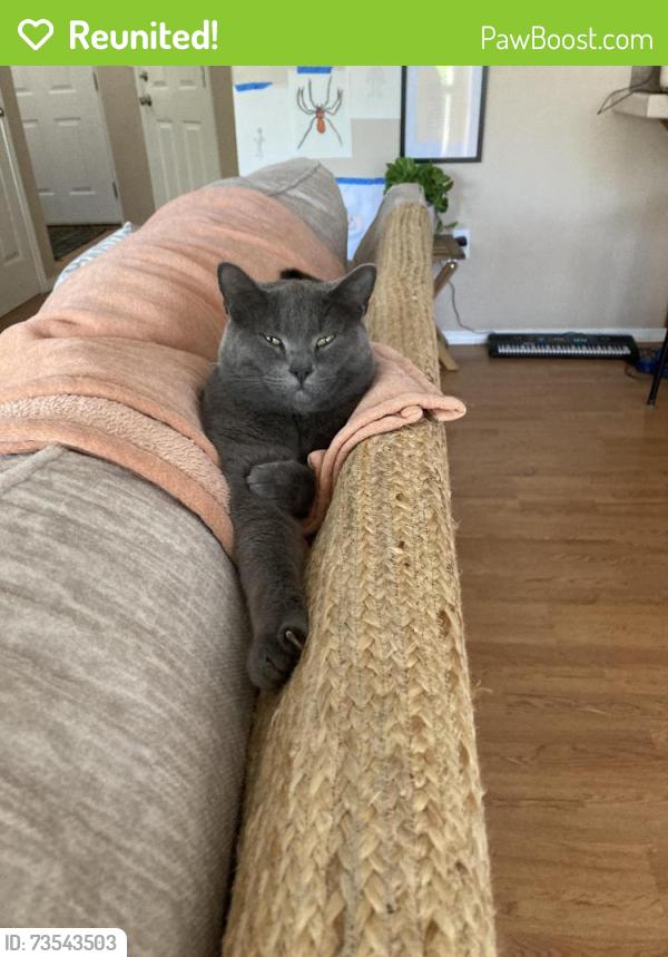 Reunited Male Cat last seen Cameron court apmt, Gresham, OR 97080