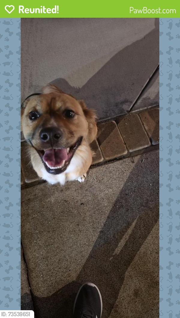 Reunited Unknown Dog last seen Kellogg and Orangethorpe, Anaheim, CA 92807