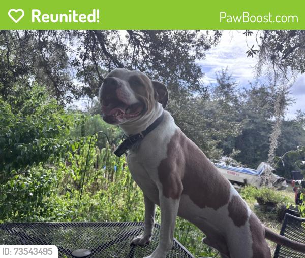 Reunited Male Dog last seen Howland and Lake Helen Osteen, Deltona, FL 32738