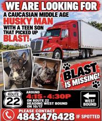 Lost Male Dog last seen Picked up on 22 west bound, Bethlehem, PA 18017
