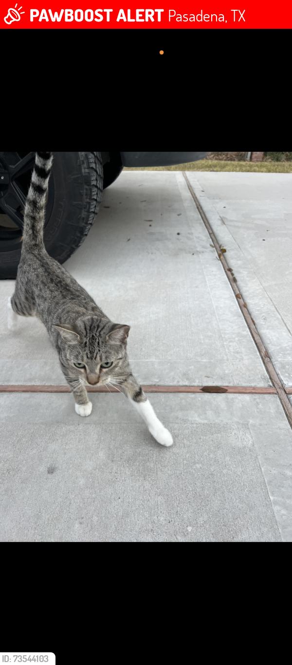 Lost Female Cat last seen Center st, Pasadena, TX 77505