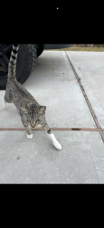 Lost Female Cat last seen Center st, Pasadena, TX 77505