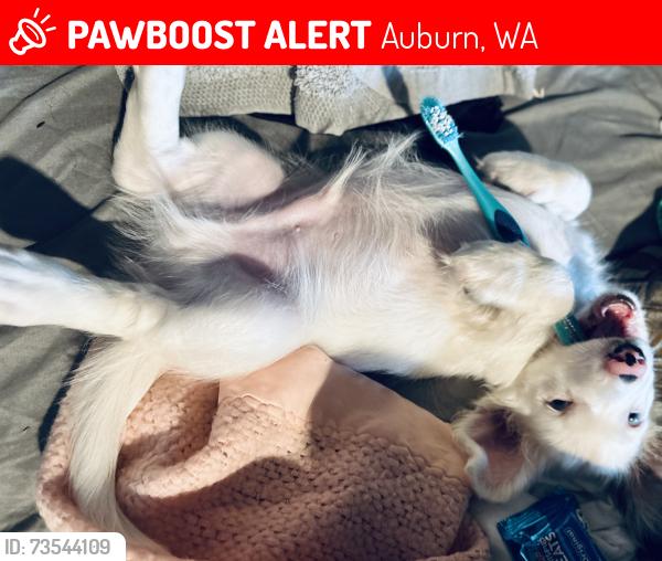 Lost Male Dog last seen 4th and r st n.w., Auburn, WA 98002