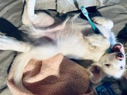 Lost Male Dog last seen 4th and r st n.w., Auburn, WA 98002