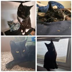 Lost Female Cat last seen Lake side, Canyon County, ID 83651