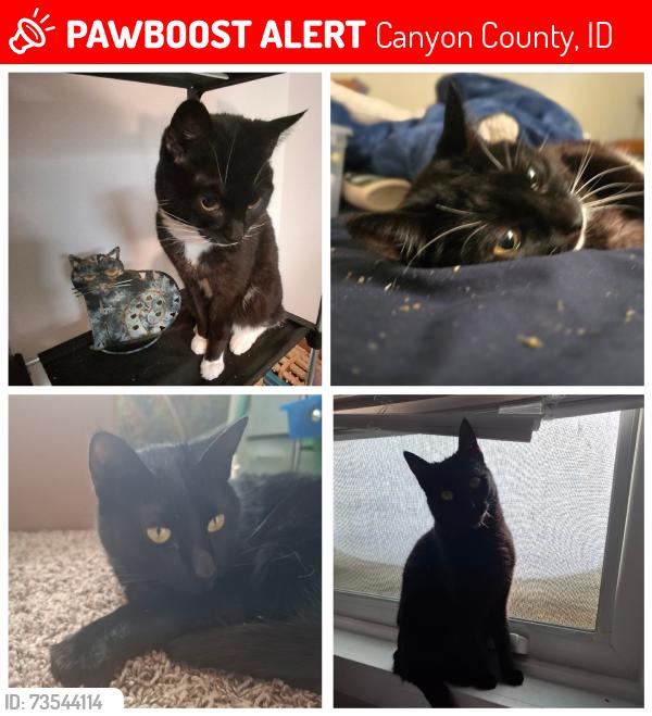 Lost Female Cat last seen Lake side, Canyon County, ID 83651