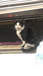 Lost Male Cat last seen Sunnylane Rd, Oklahoma City, OK 73115