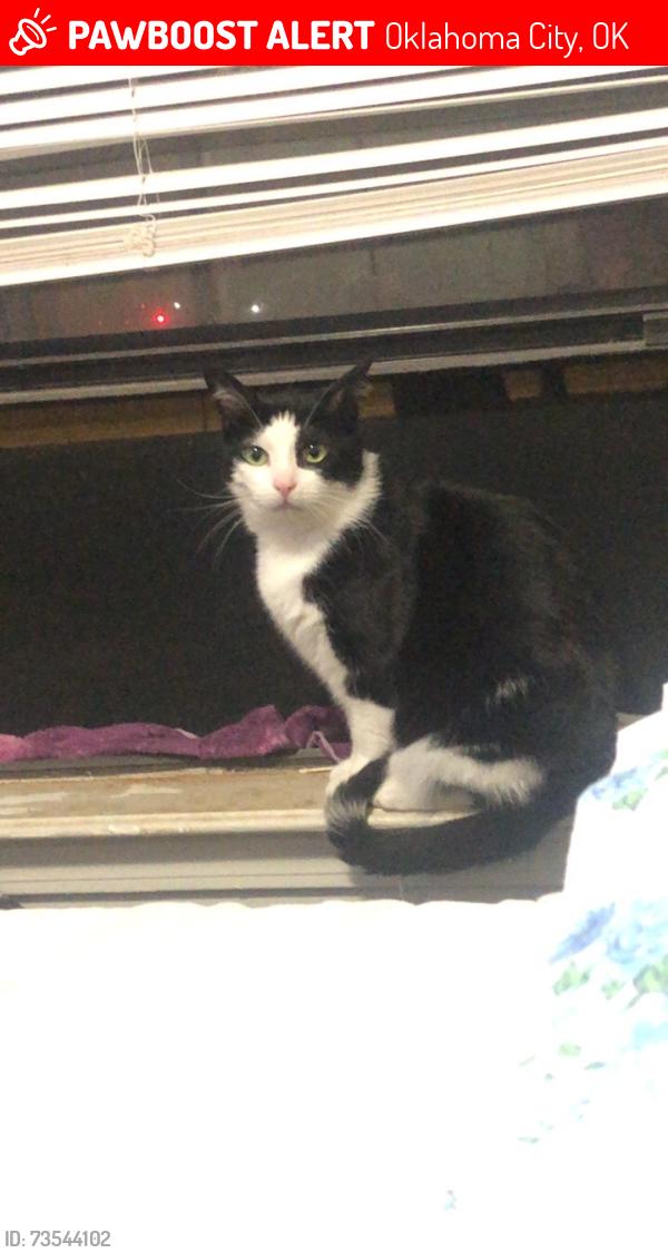 Lost Male Cat last seen Sunnylane Rd, Oklahoma City, OK 73115