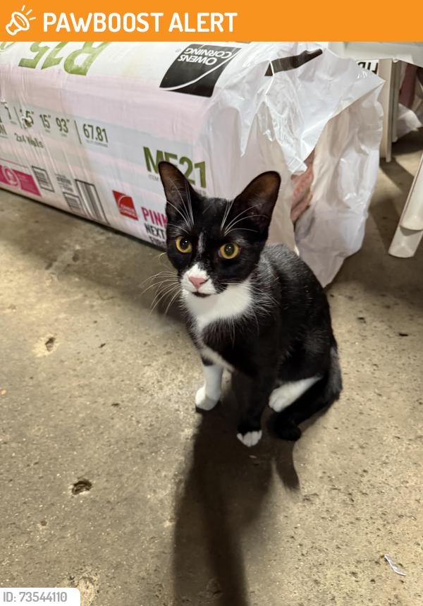 Found/Stray Female Cat last seen 7 mile near Ace Hardware and Dollar General, Redford Township, MI 48240
