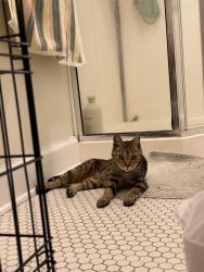 Found/Stray Female Cat last seen Douglas and Clifton, Wichita, KS 67208