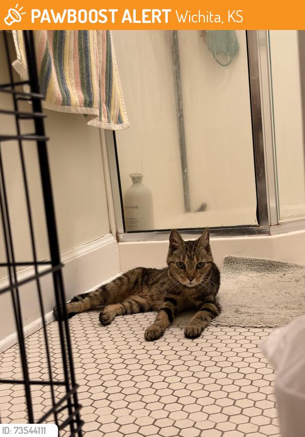 Found/Stray Female Cat last seen Douglas and Clifton, Wichita, KS 67208