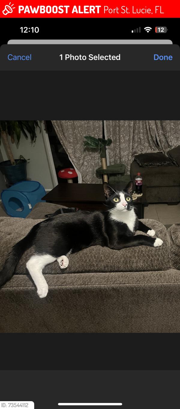 Lost Male Cat last seen Se royal green circle, Port St. Lucie, FL 34952