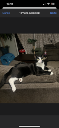 Lost Male Cat last seen Se royal green circle, Port St. Lucie, FL 34952