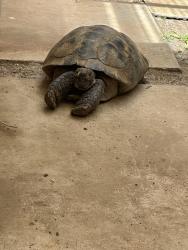 Lost Male Reptile last seen Large hill nearby, Wildomar, CA 92595