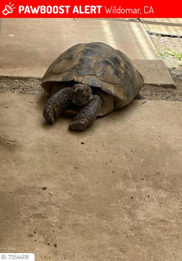 Lost Male Reptile last seen Large hill nearby, Wildomar, CA 92595