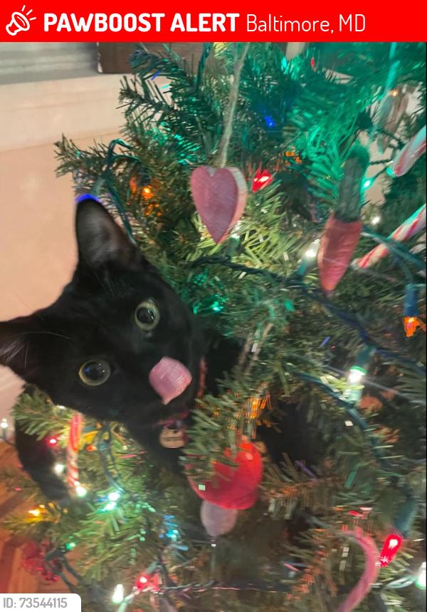 Lost Male Cat last seen Lakeside Ednor, Baltimore, MD 21218