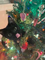 Lost Male Cat last seen Lakeside Ednor, Baltimore, MD 21218
