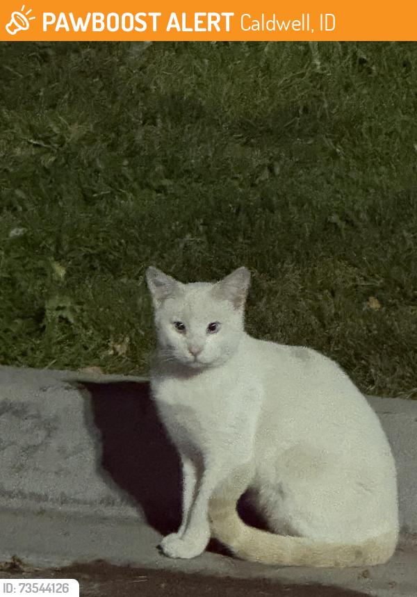 Found/Stray Unknown Cat last seen Near Cleveland Blvd Caldwell, ID 83607 Estados Unidos, Caldwell, ID 83607