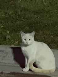 Found/Stray Unknown Cat last seen Near Cleveland Blvd Caldwell, ID 83607 Estados Unidos, Caldwell, ID 83607