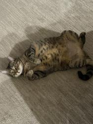 Reunited Female Cat last seen 14th ave sw Burien Wa, Burien, WA 98166