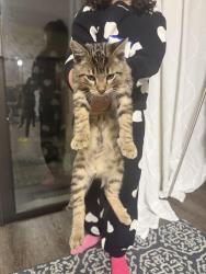 Found/Stray Unknown Cat last seen Fallen leaf dr, Milpitas, CA 95035