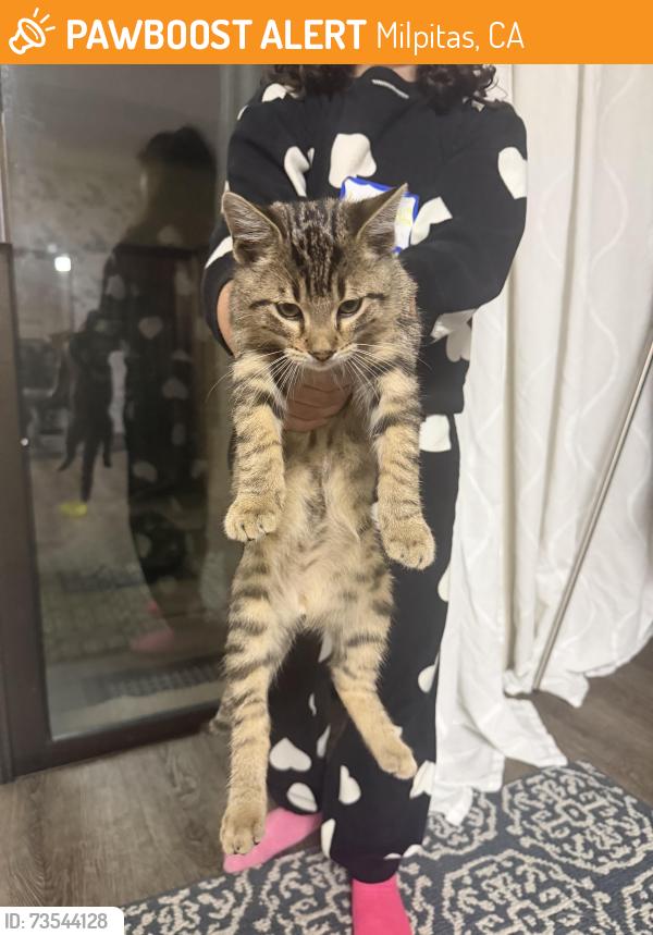 Found/Stray Unknown Cat last seen Fallen leaf dr, Milpitas, CA 95035