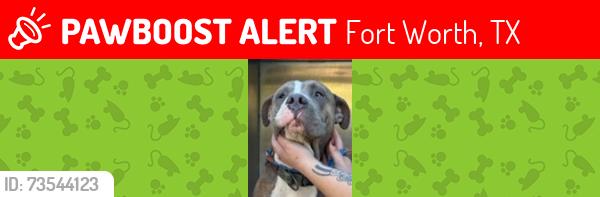 Lost Male Dog last seen At the university park, Fort Worth, TX 76107