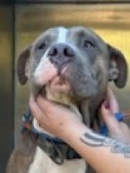 Lost Male Dog last seen At the university park, Fort Worth, TX 76107