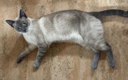 Lost Male Cat last seen North Valley/Allston Way, Berkeley, CA 94702