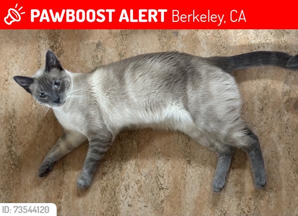 Lost Male Cat last seen North Valley/Allston Way, Berkeley, CA 94702