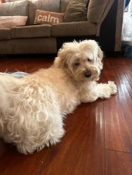 Lost Male Dog last seen Near 118th street, Los Angeles, CA 90059