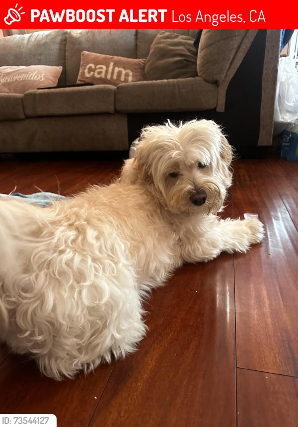 Lost Male Dog last seen Near 118th street, Los Angeles, CA 90059