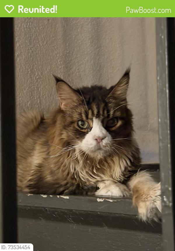 Reunited Unknown Cat last seen Dale mabry & linebaugh, Carrollwood, FL 33618