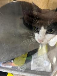 Shelter Stray Female Cat last seen , 957 N Gaffey St, San Pedro, CA 90731, USA