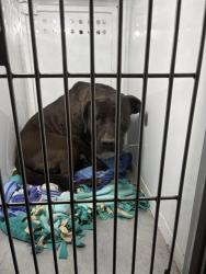 Shelter Stray Male Dog last seen BRADSHAW RD/ JACKSON RD, 95827, 3839 Bradshaw Rd, Sacramento, CA 95827, USA