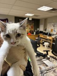 Shelter Stray Male Cat last seen , 957 N Gaffey St, San Pedro, CA 90731, USA