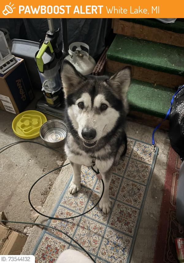 Found/Stray Female Dog last seen Cross Road / Maceday Lake Road, White Lake, MI 48386