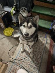 Found/Stray Female Dog last seen Cross Road / Maceday Lake Road, White Lake, MI 48386