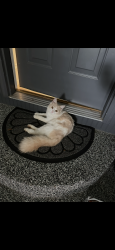Lost Female Cat last seen Lexington mill Rd, Hoschton, GA 30548