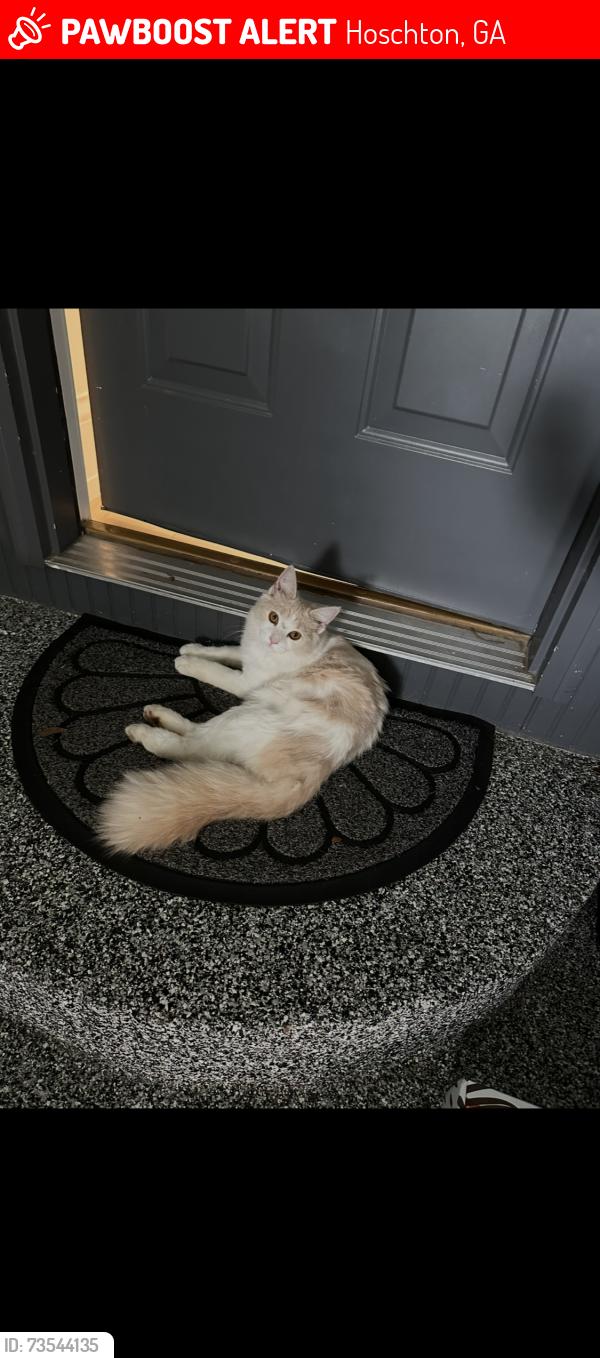 Lost Female Cat last seen Lexington mill Rd, Hoschton, GA 30548