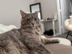 Lost Female Cat last seen Best Western Palo Duro, Canyon, TX 79015