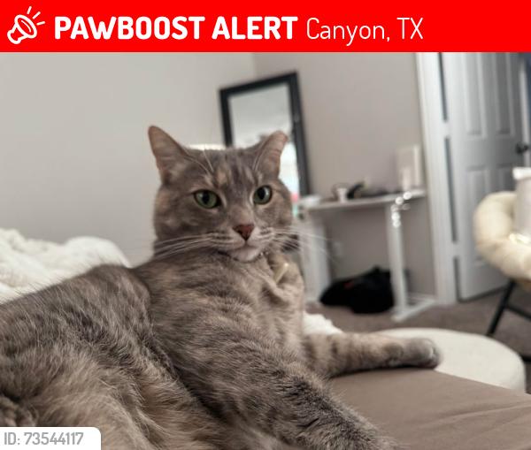 Lost Female Cat last seen Best Western Palo Duro, Canyon, TX 79015
