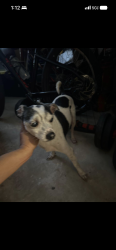 Reunited Male Dog last seen Long road, Orlando, FL 32810