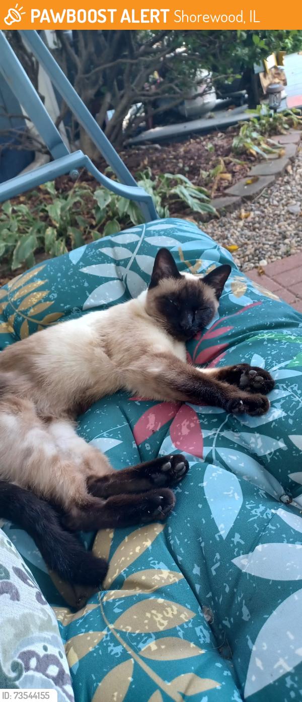 Found/Stray Female Cat last seen Shorewood Illinois, Shorewood, IL 60404