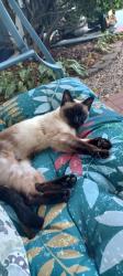 Found/Stray Female Cat last seen Shorewood Illinois, Shorewood, IL 60404