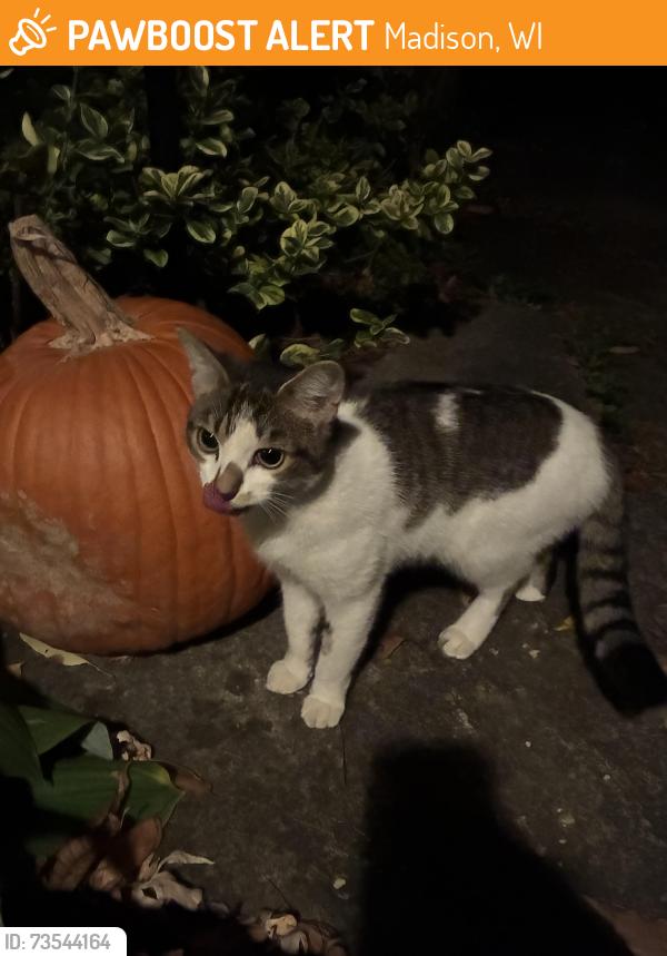 Found/Stray Unknown Cat last seen Wakeman & N. Kenosha, Madison, WI 53705