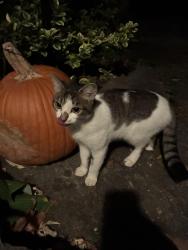 Found/Stray Unknown Cat last seen Wakeman & N. Kenosha, Madison, WI 53705