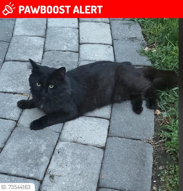 Lost Male Cat last seen Lakedale Dr., Lawrence Township, NJ 08648